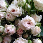 Be True Roses ramifie blanche Equateur Ethiflora